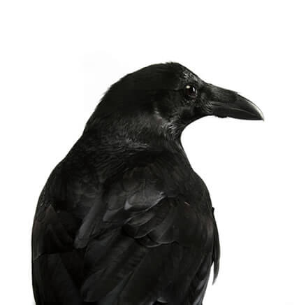 nznz nznz